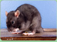 rat control Gospel Oak
